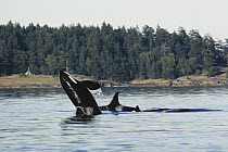 Orca (Orcinus orca) breaching,, Johnstone Strait, British Colombia, Canada