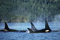 Orca (Orcinus orca) pod with juvenile, spouting, Johnstone Strait, British Colombia, Canada