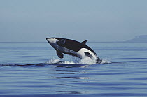 Orca (Orcinus orca) breaching, Johnstone Strait, British Colombia, Canada