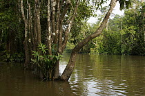 Mangroves, Kinabatangan River, Malaysia