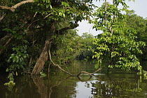 Mangroves, Kinabatangan River, Malaysia