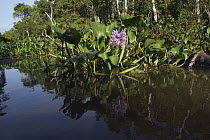 Common Water Hyacinth (Eichhornia crassipes) flowering, Kinabatangan River, Malaysia
