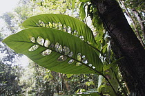 Leaves with holes, Danum Valley, Malaysia