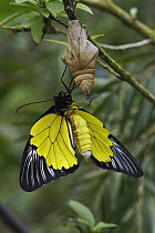 Golden Birdwing Butterfly (Troides amphrysus) emerging from chrysalis, Malaysia