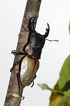 Stag Beetle (Odontolabis cypri), Malaysia