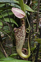 Pitcher Plant (Nepenthes sp) pitcher, Malaysia