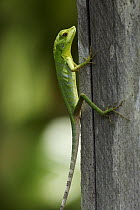 Green Crested Lizard (Bronchocela cristatella), Danum Valley, Malaysia