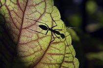 Ant (Crematogaster sp), Malaysia