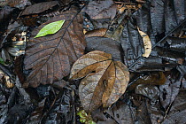 Fallen leaves, Danum Valley, Malaysia