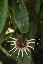 Rainforest Orchid (Bulbophyllum sp) flower, Malaysia
