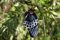 Great Mormon (Papilio memnon) butterfly drying wings after emerging from chrysalis, Malaysia