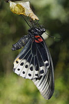Great Mormon (Papilio memnon) butterfly emerging from chrysalis, Malaysia