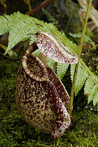 Pitcher Plant (Nepenthes sp), Malaysia