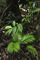 Vegetation on rainforest floor, Danum Valley, Malaysia