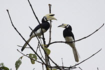 Malabar Pied-Hornbill (Anthracoceros coronatus) pair, Kinabatangan River, Malaysia