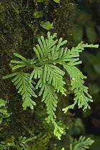 Spikemoss (Selaginellaceae), Danum Valley, Malaysia