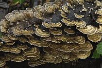 Shelving fungus, Danum Valley, Malaysia
