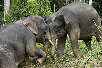 Borneo Pygmy Elephant (Elephas maximus borneensis) juveniles fighting, Kinabatangan River, Malaysia