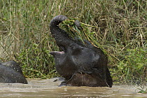 Borneo Pygmy Elephant (Elephas maximus borneensis) eating grass in the water, Kinabatangan River, Malaysia