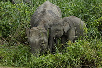 Borneo Pygmy Elephant (Elephas maximus borneensis) mother and baby eating grass, Kinabatangan River, Malaysia