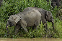 Borneo Pygmy Elephant (Elephas maximus borneensis), Kinabatangan River, Malaysia