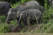 Borneo Pygmy Elephant (Elephas maximus borneensis) mother and baby drinking water, Kinabatangan River, Malaysia