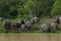 Borneo Pygmy Elephant (Elephas maximus borneensis) herd eating grass, Kinabatangan River, Malaysia
