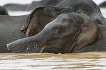 Borneo Pygmy Elephant (Elephas maximus borneensis) mother and juvenile bathing, Kinabatangan River, Malaysia