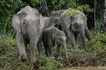 Borneo Pygmy Elephant (Elephas maximus borneensis) mother and offspring, Kinabatangan River, Malaysia