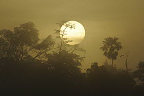 Sunrise over rainforest, Malaysia