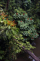 Rainforest vegetation, Gunung Mulu National Park, Malaysia