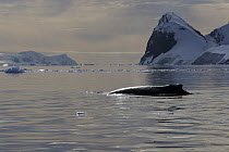Humpback Whale (Megaptera novaeangliae) surfacing, Antarctic Peninsula, Antarctica