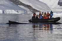 Humpback Whale (Megaptera novaeangliae) surfacing near zodiac full of tourists, Antarctic Peninsula, Antarctica