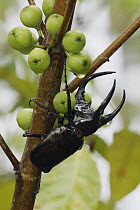 Three-horned Rhinoceros Beetle (Chalcosoma moellenkampi) and figs, Malaysia