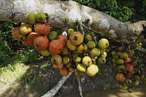 Fig (Ficus sp) fruit, Malaysia