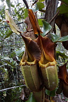 Pitcher Plant (Nepenthes sp) pitchers, Malaysia