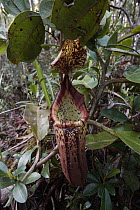 Pitcher Plant (Nepenthes sp), pitcher, Malaysia