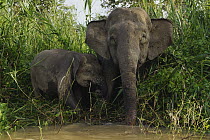 Borneo Pygmy Elephant (Elephas maximus borneensis), mother and calf drinking, Malaysia