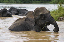 Borneo Pygmy Elephant (Elephas maximus borneensis) group bathing, Malaysia