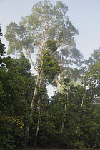 Rainforest, Danum Valley, Malaysia