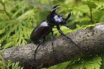 Rhinoceros Beetle (Xylotrupes gideon), Malaysia