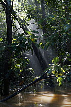 Stream in rainforest, Kinabatangan River, Malaysia