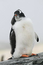 Gentoo Penguin (Pygoscelis papua) chick in molt, Antarctic Peninsula, Antarctica