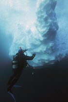 Diver examines underwater surface of iceberg, Antarctic Peninsula, Antarctica