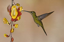 Empress Brilliant (Heliodoxa imperatrix) female hummingbird feeding on flower nectar