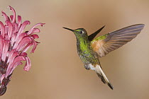 Buff-tailed Coronet (Boissonneaua flavescens) hummingbird feeding on flower nectar, Ecuador