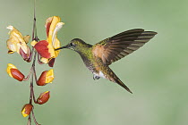 Buff-tailed Coronet (Boissonneaua flavescens)hummingbird feeding on flower nectar, Ecuador