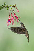 Brown Inca (Coeligena wilsoni) hummingbird feeding on flower nectar, Ecuador