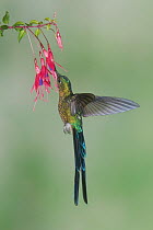 Violet-tailed Sylph (Aglaiocercus coelestis) hummingbird feeding on flower nectar, Ecuador