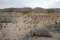 Desert Tortoise (Gopherus agassizii), Joshua Tree National Park, California